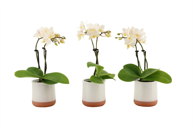 Phalaenopsis hybrid 17cm 6cm Pot