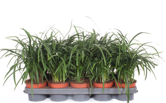 Liriope spicata 30cm 12cm Pot