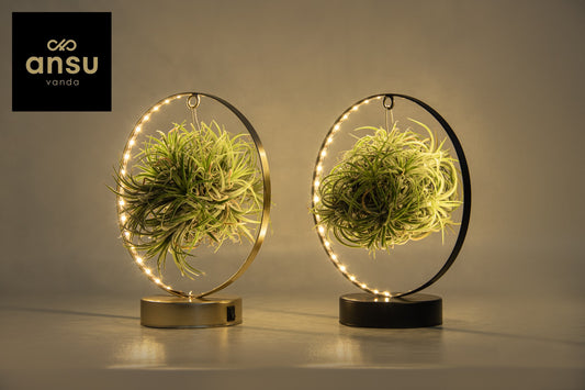 Tillandsia Led edition 23cm 11cm Pot