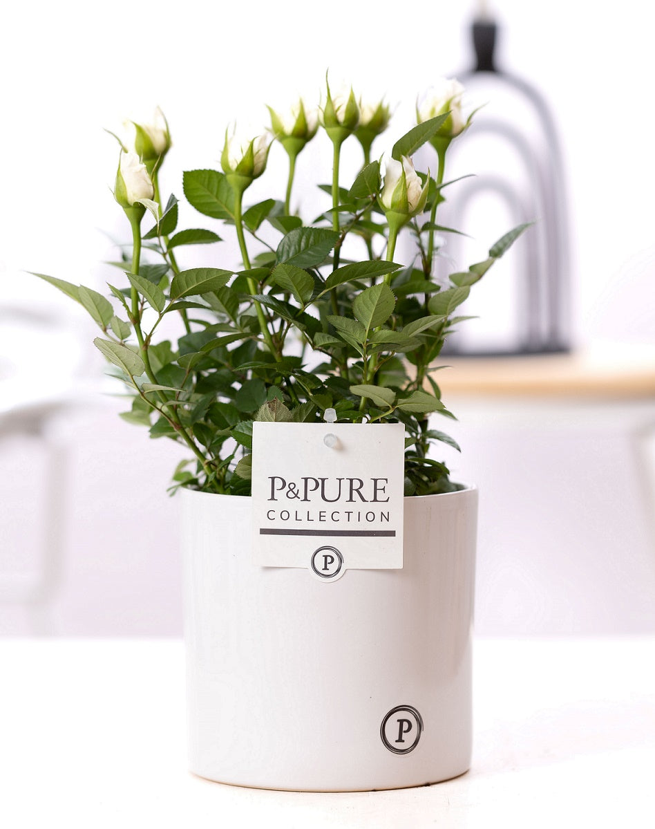 Rosa Beau Monde white 28cm 12cm Pot