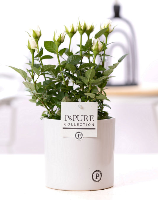 Rosa Beau Monde white 28cm 12cm Pot