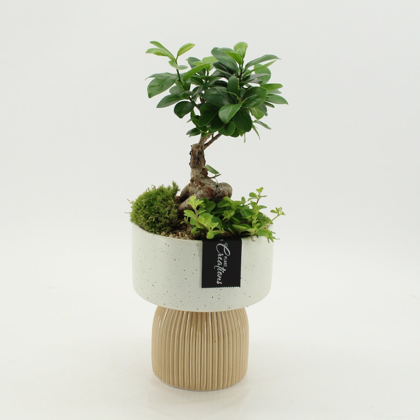 Indoor green arrangement 40cm 16cm Pot
