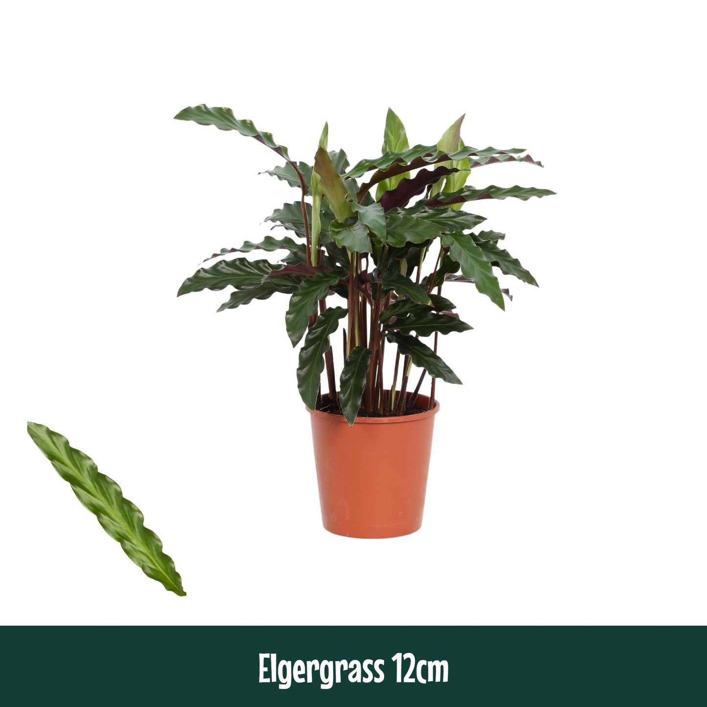 Calathea Elgergrass 40cm 12cm Pot
