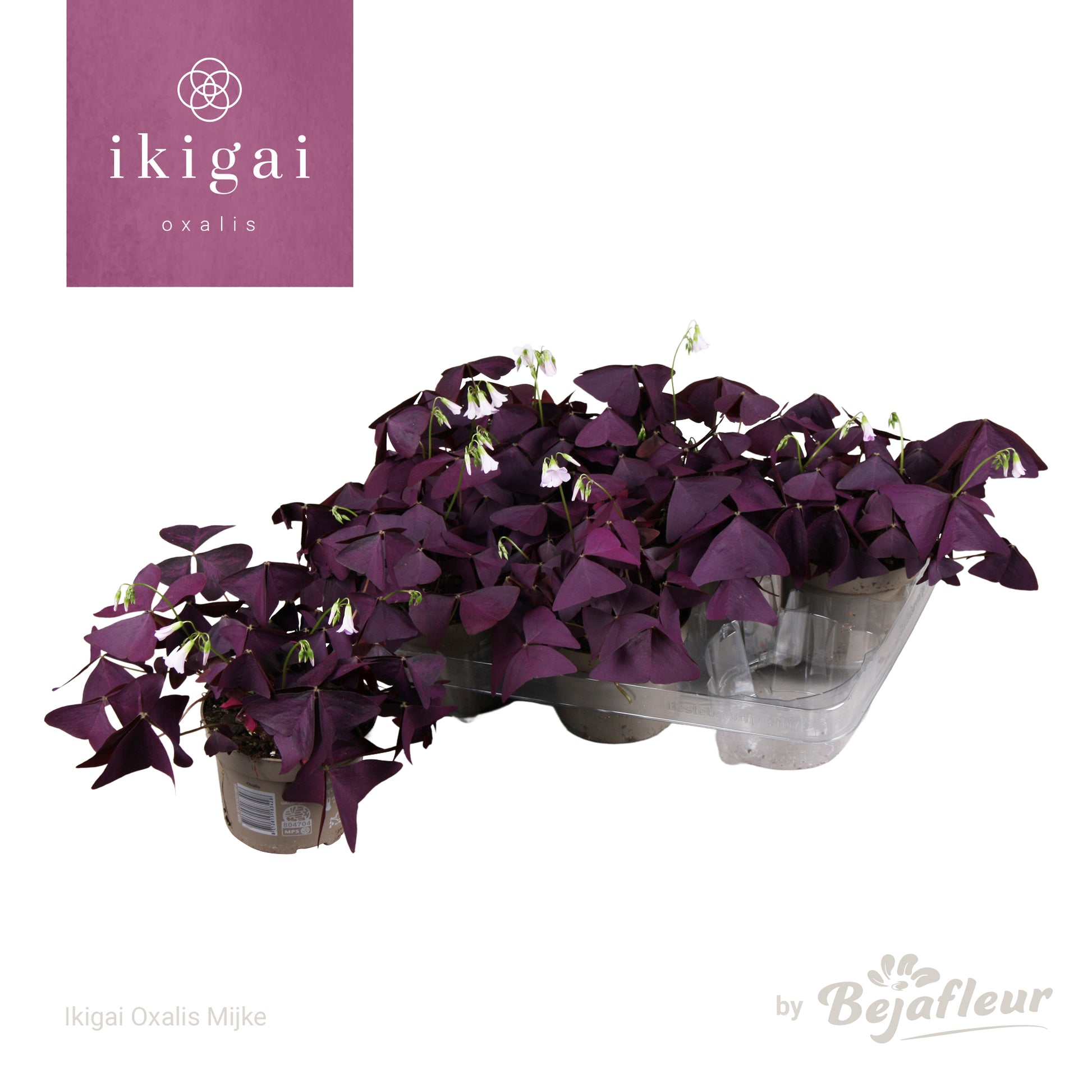 Oxalis Ikigai mix 20cm 12cm Pot