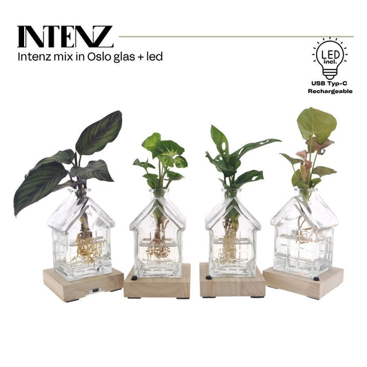 Foliage houseplants mix 10cm 7cm Pot