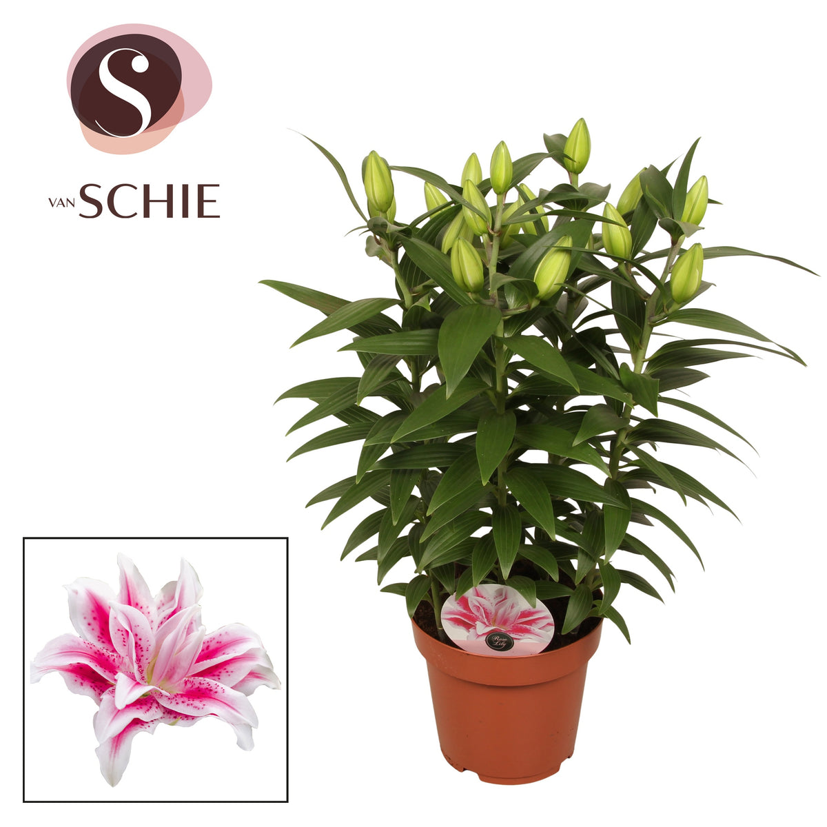 Lilium Roselily Nowa 55cm 19cm Pot