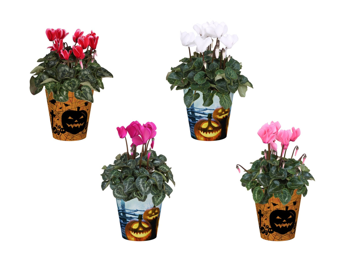 Cyclamen Allure mix 30cm 12cm Pot