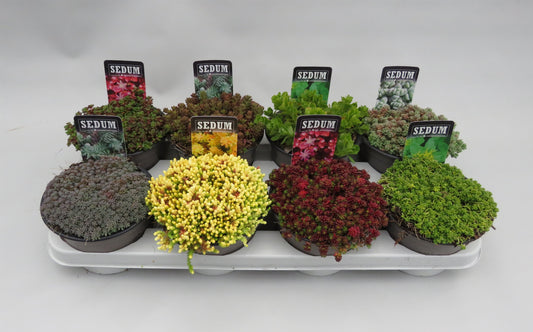 Sedum album mix 5cm 14cm Pot