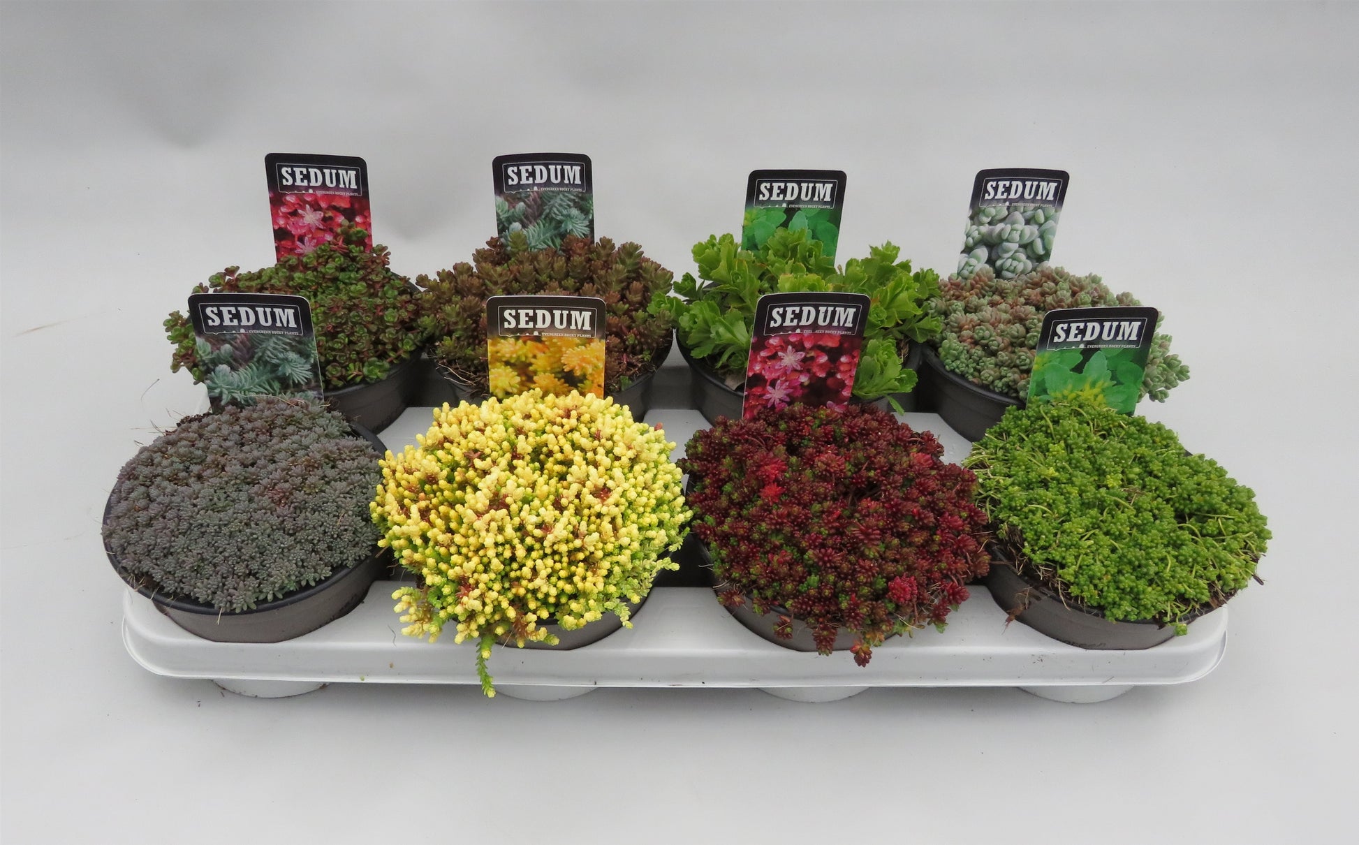 Sedum album mix 5cm 14cm Pot