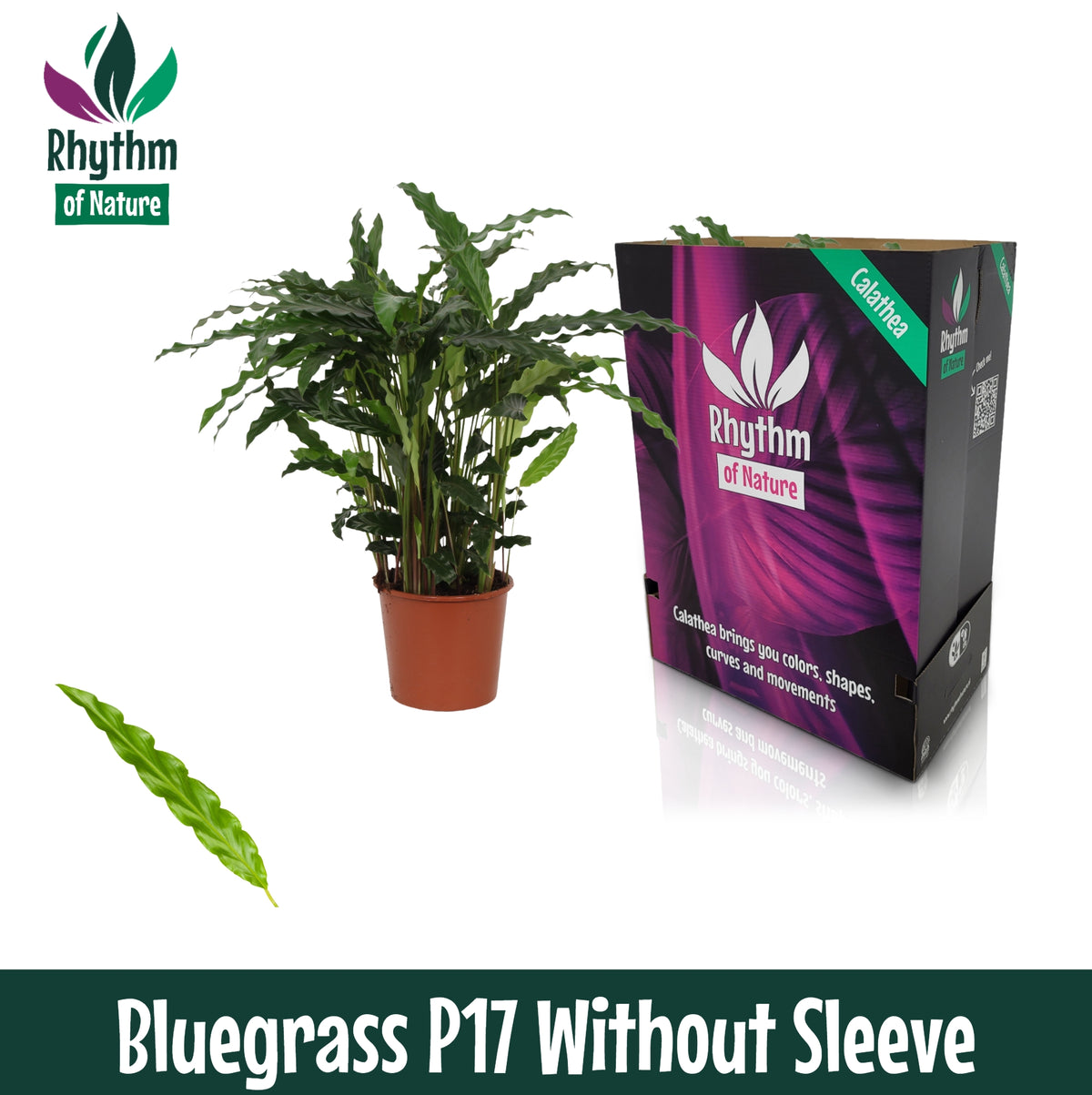 Calathea Blue Grass 65cm 17cm Pot