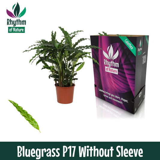Calathea Blue Grass 65cm 17cm Pot