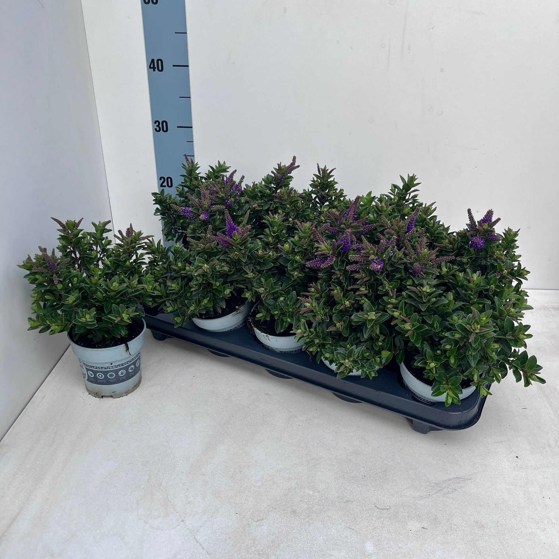 Hebe All Blooms purple 25cm 510cm Pot
