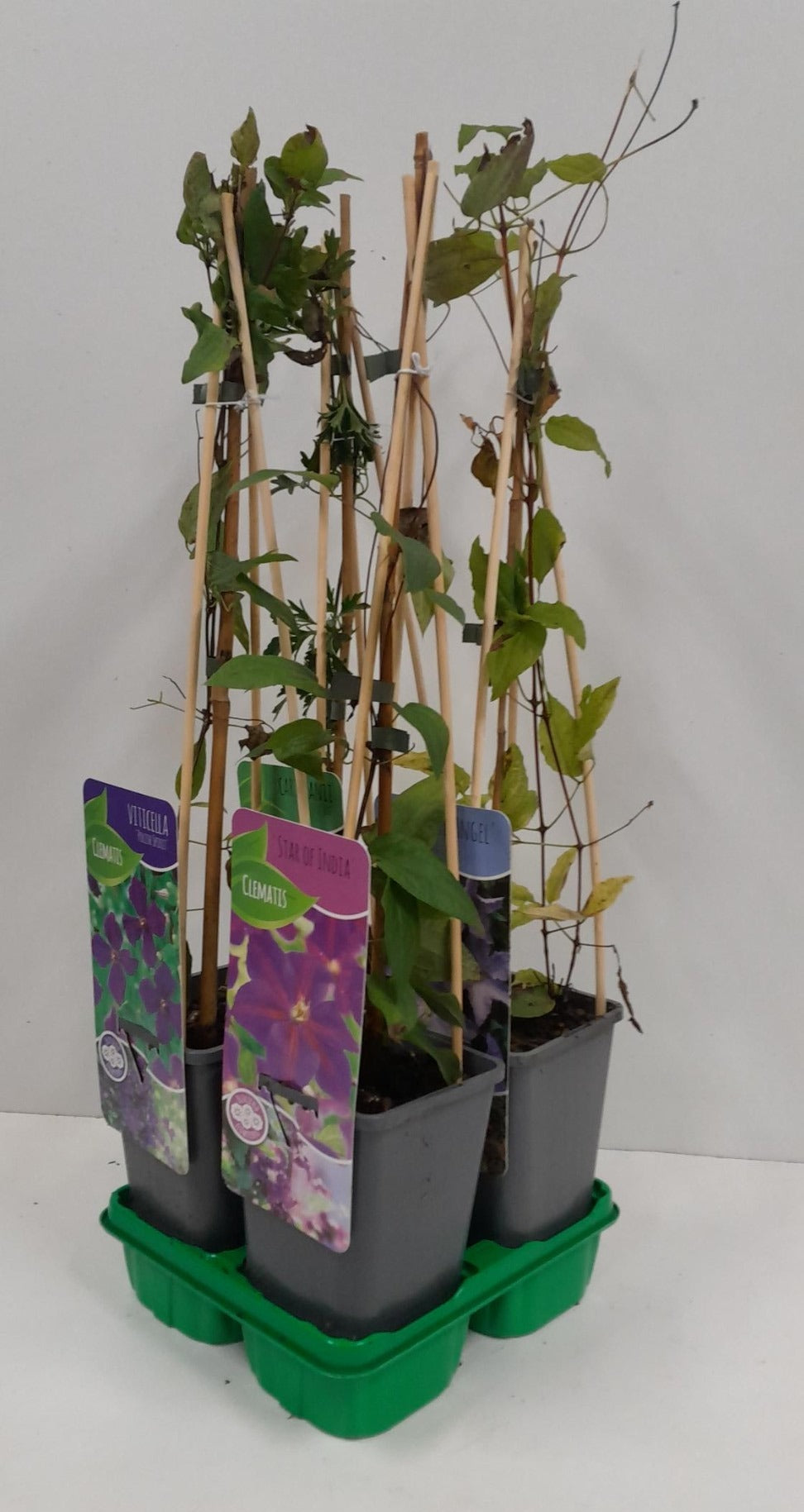 Clematis hybrid mix 60cm 14cm Pot