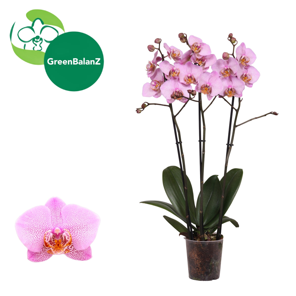 Phalaenopsis Manhattan 55cm 12cm Pot