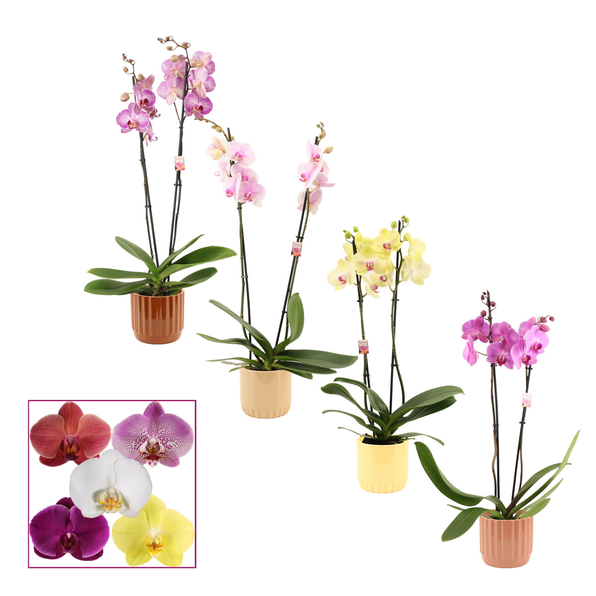 Phalaenopsis mix 65cm 12cm Pot