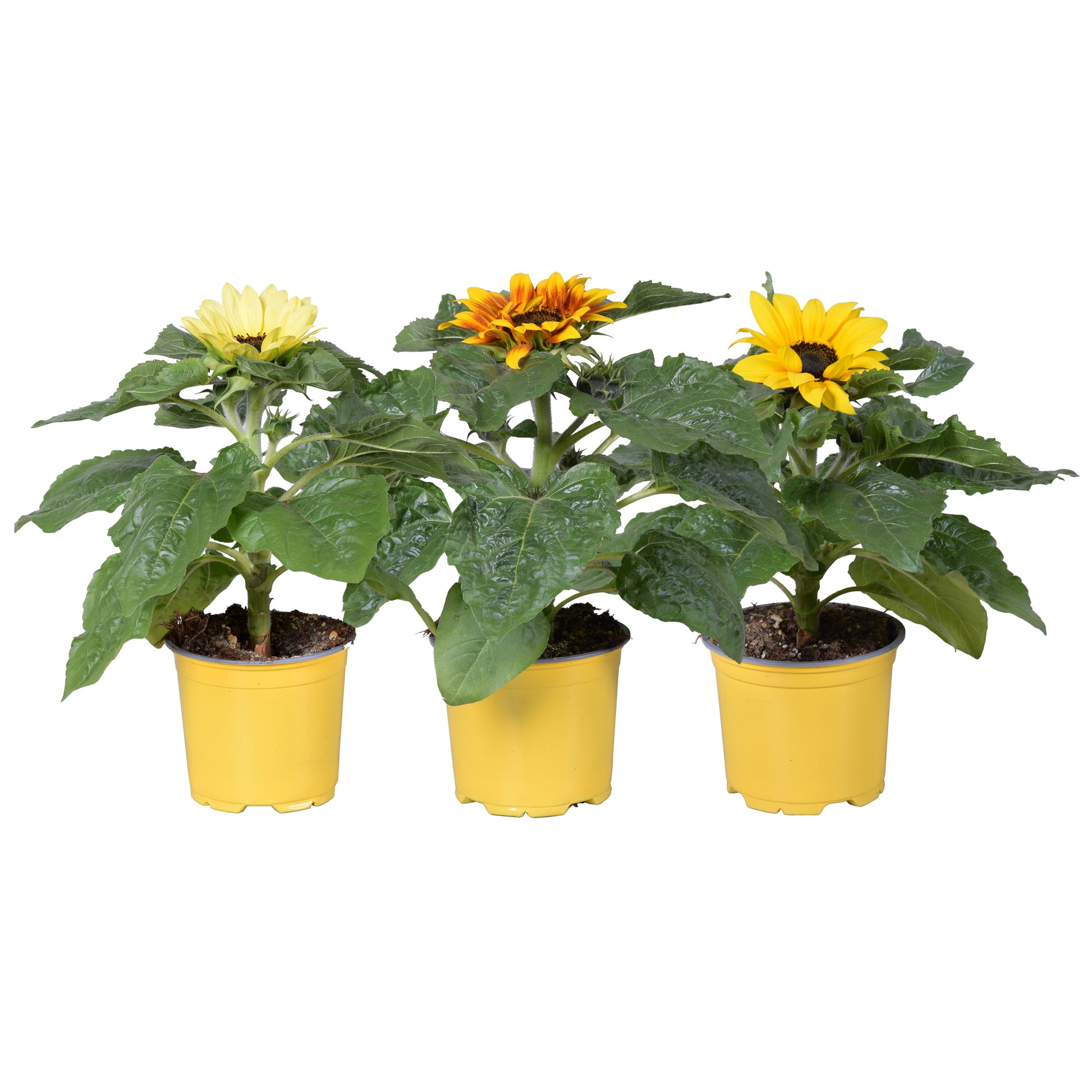 Helianthus Sunsation gemengd 30cm 12cm Pot