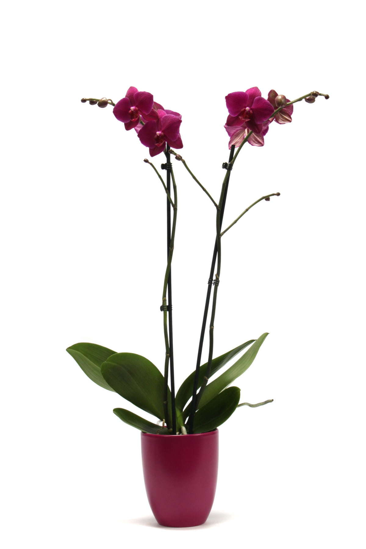 Phalaenopsis purple 60cm 12cm Pot