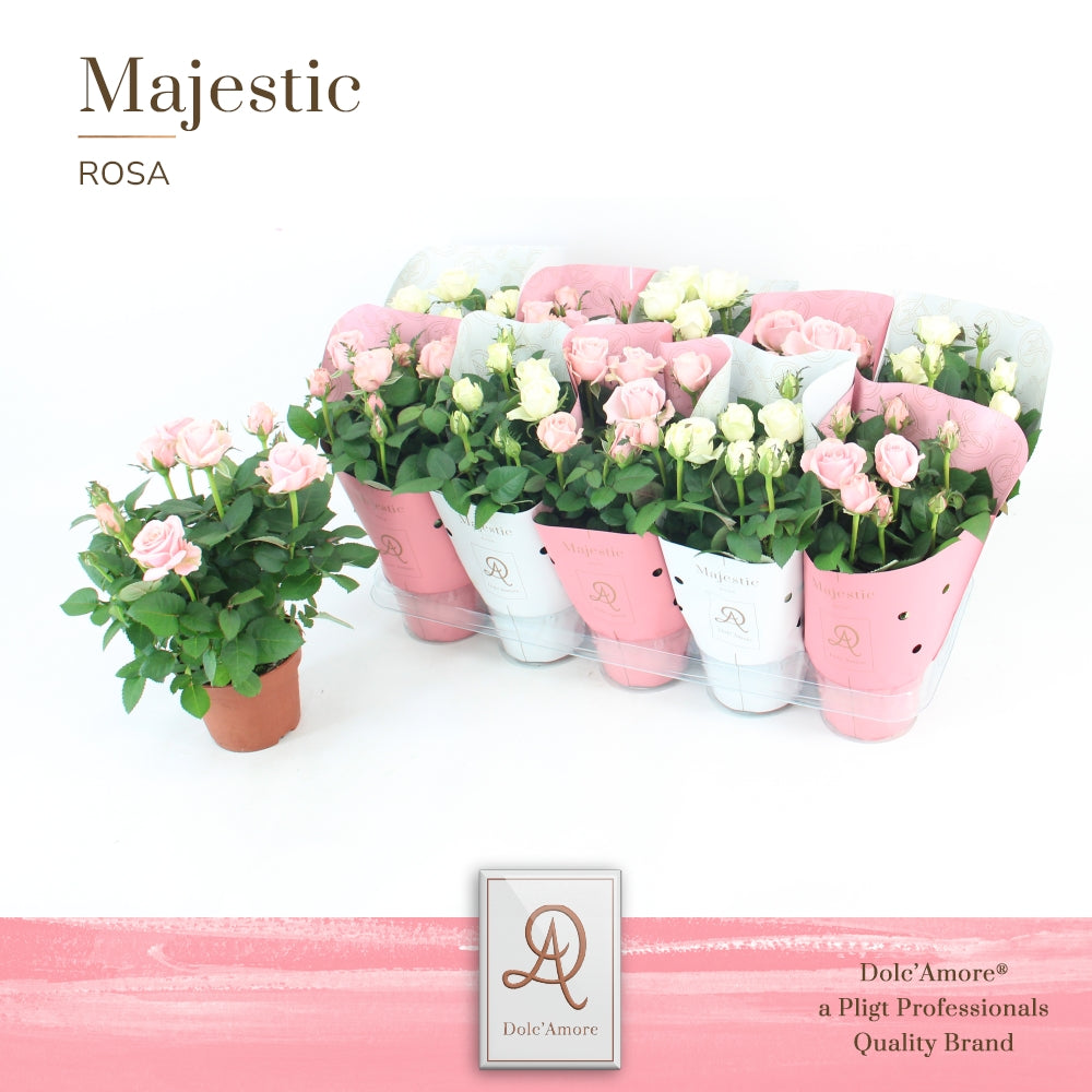 Rosa Infinity mix 29cm 12cm Pot