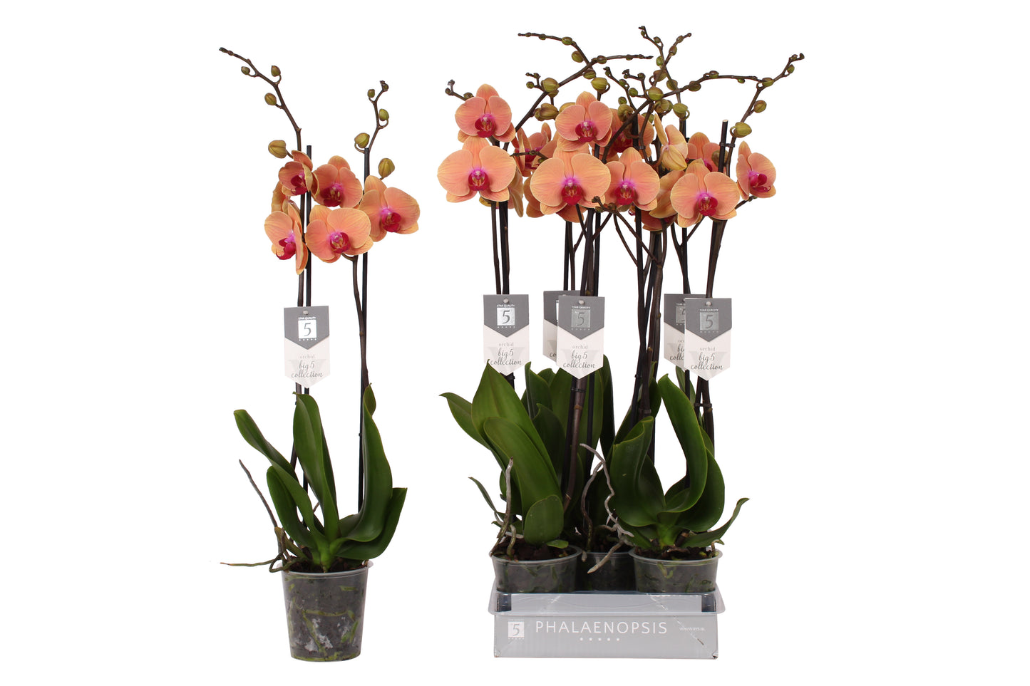 Vijverberg BV, kw. Piet Phalaenopsis Caribbean Dream Pack of 10