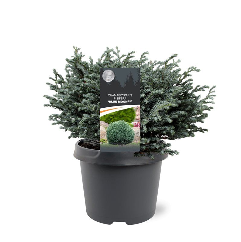 Chamaecyparis pisifera mix 25cm 19cm Pot