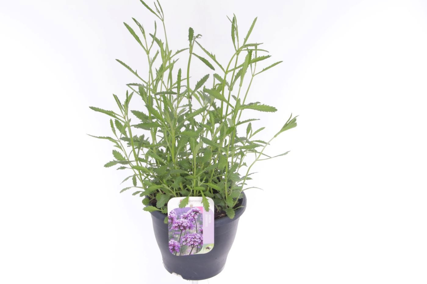 Verbena bonariensis 55cm 23cm Pot
