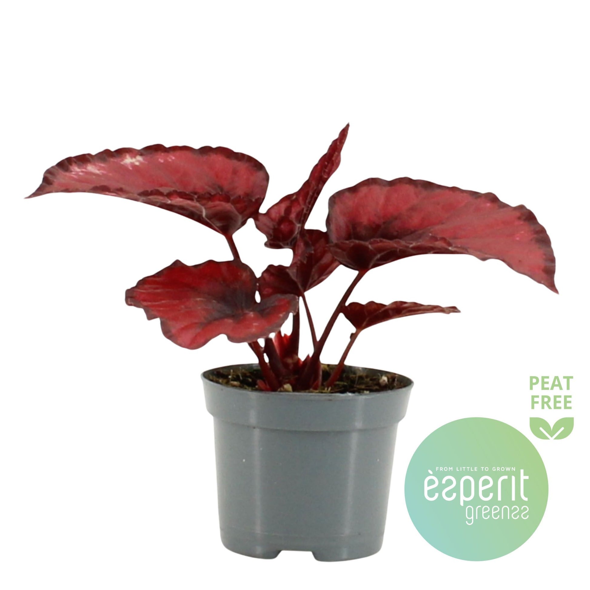 Esperit Plants Begonia Magic Colours Red Kiss Pack of 21
