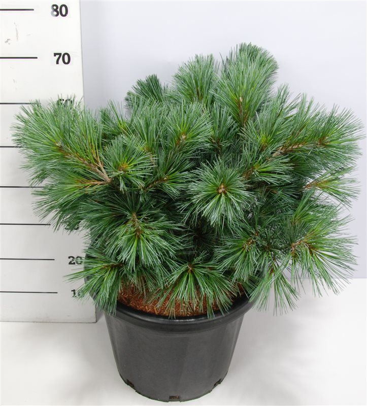 Pinus strobus 70cm 38cm Pot