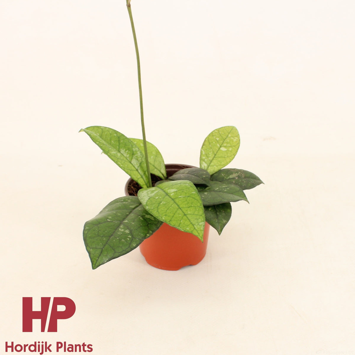 Hoya australis 15cm 9cm Pot