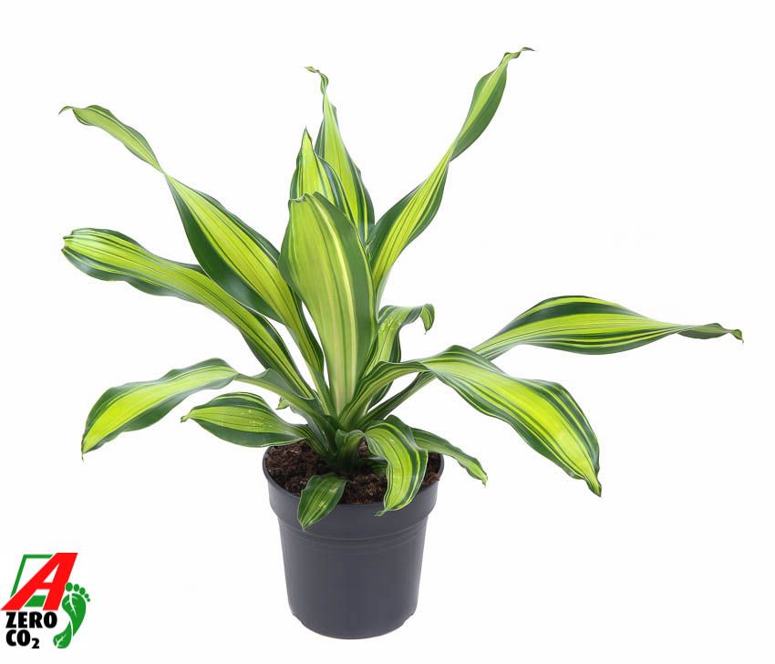Dracaena frag. Charley 50cm 19cm Pot