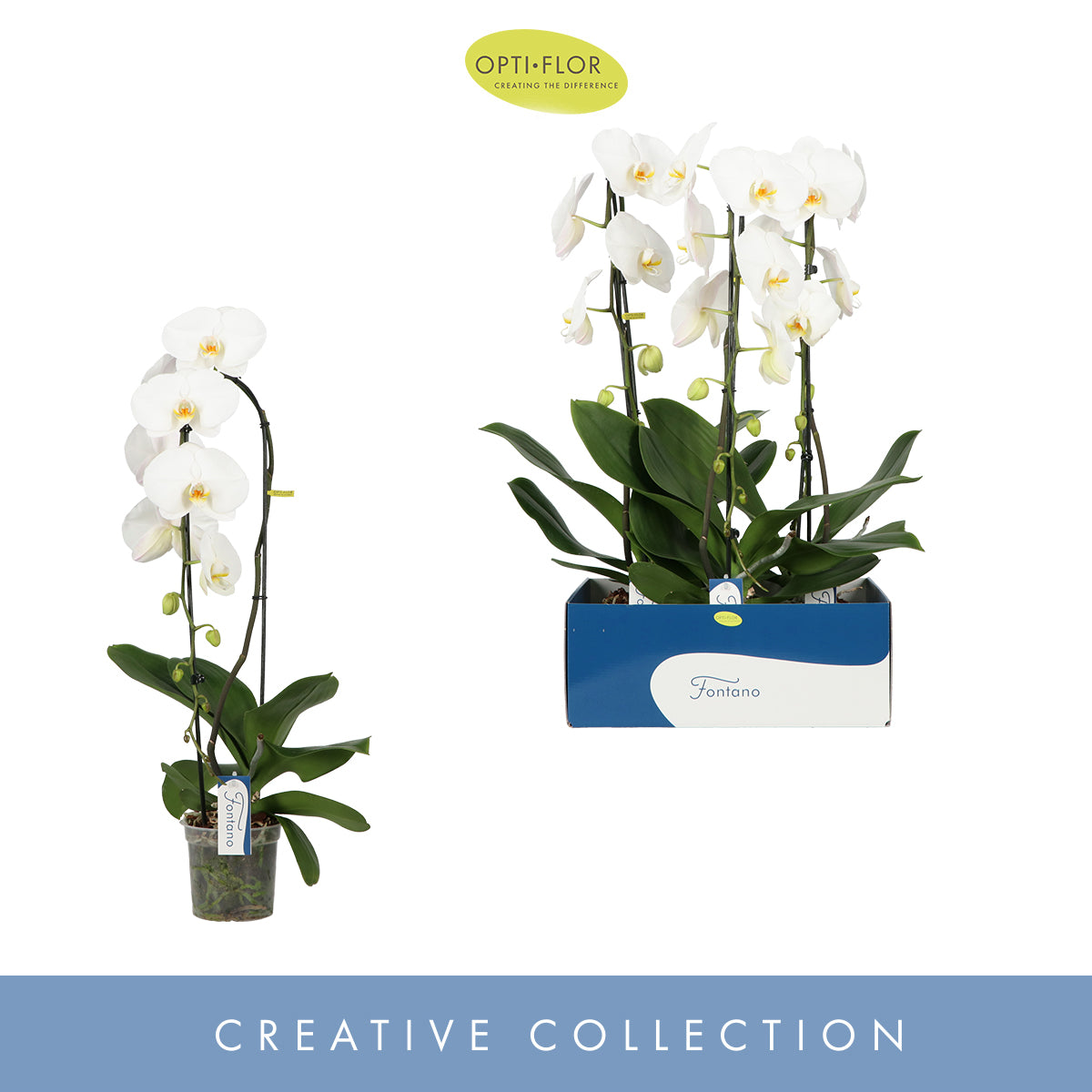 Phalaenopsis white 85cm 15cm Pot