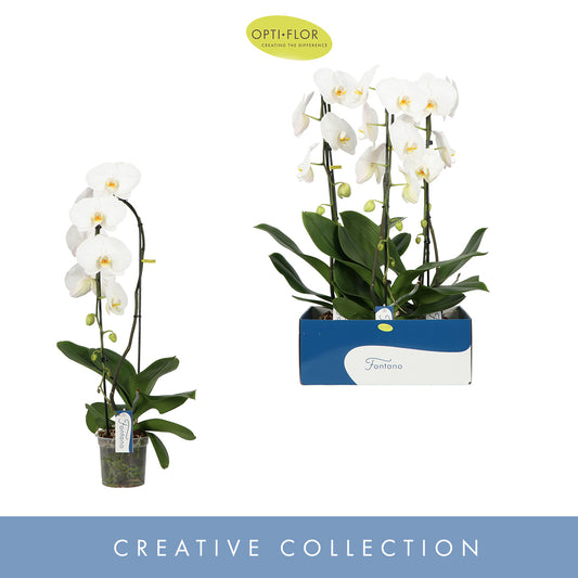 Phalaenopsis white 85cm 15cm Pot