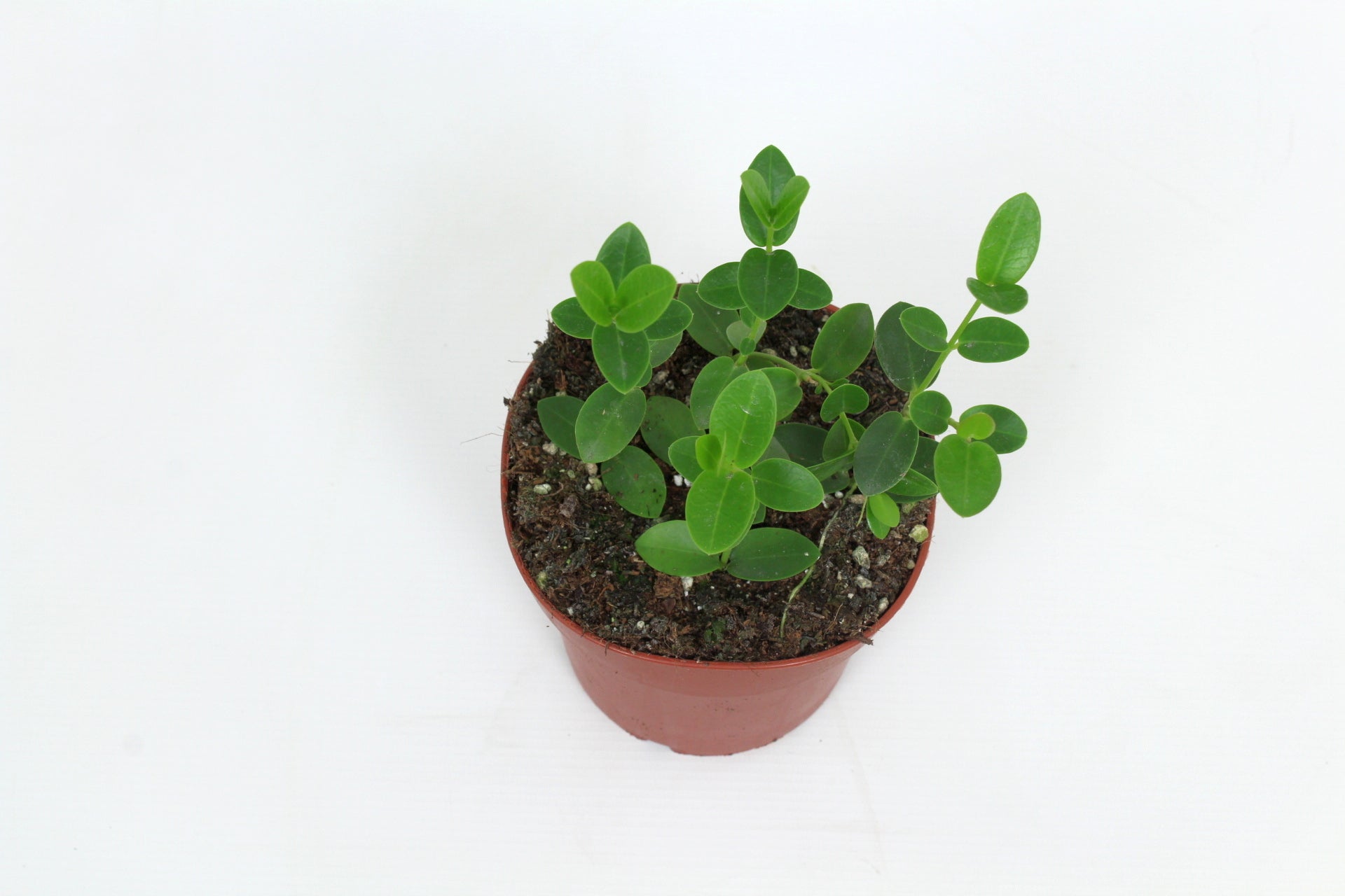 Hoya cumingiana 15cm 12cm Pot