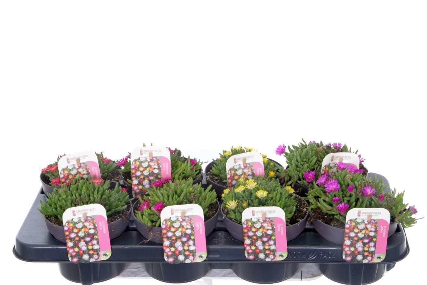 Delosperma cooperi 15cm 13cm Pot