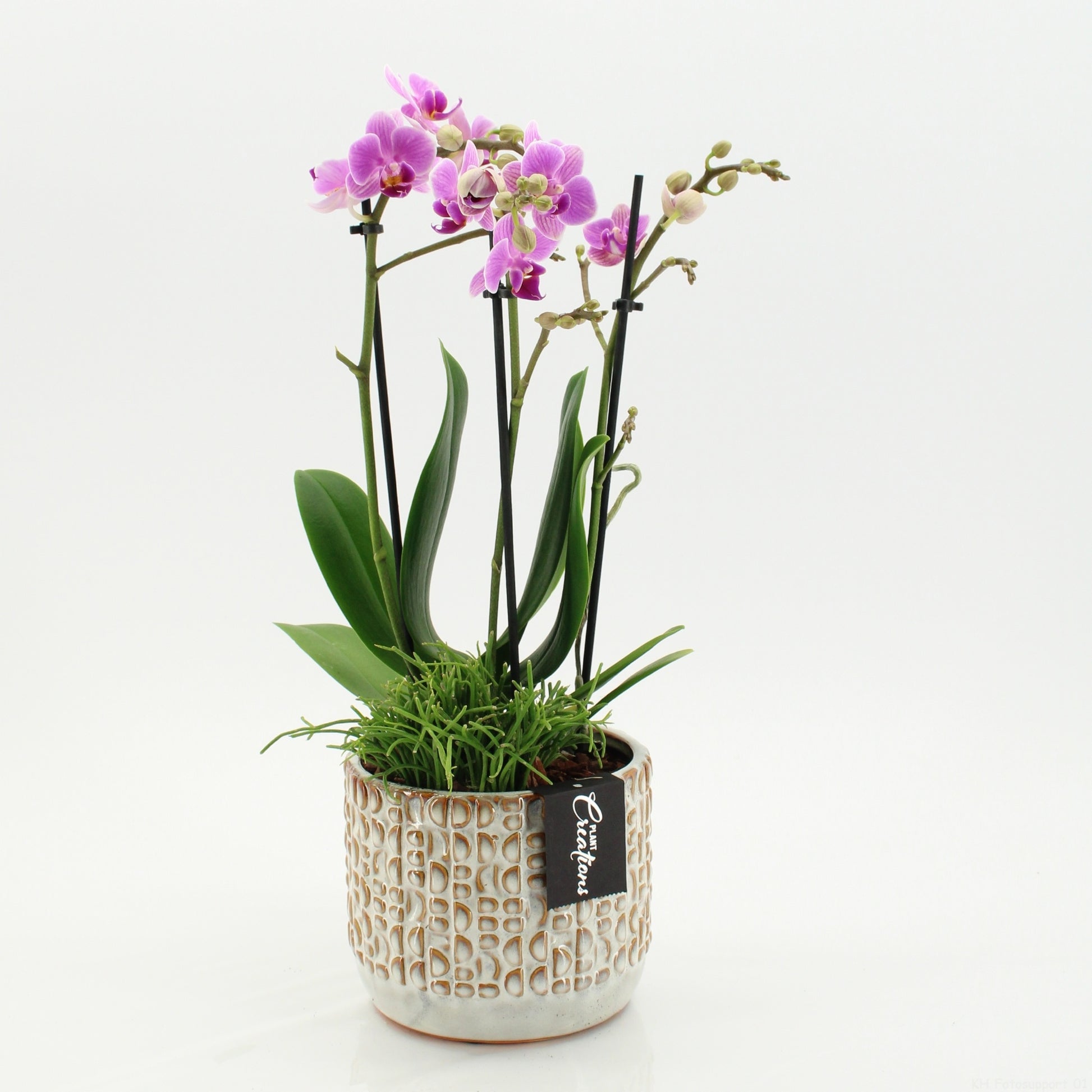 PHAL-2605RZ Phalaenopsis creatie 45cm 14cm Pot