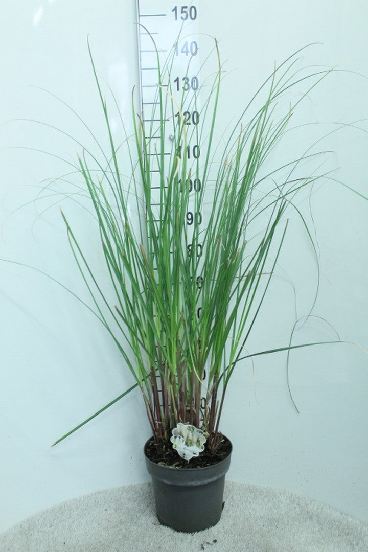 Cortaderia selloana 140cm 29cm Pot
