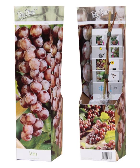 Vitis vinifera (White Grape) 35cm 10.5cm Pot