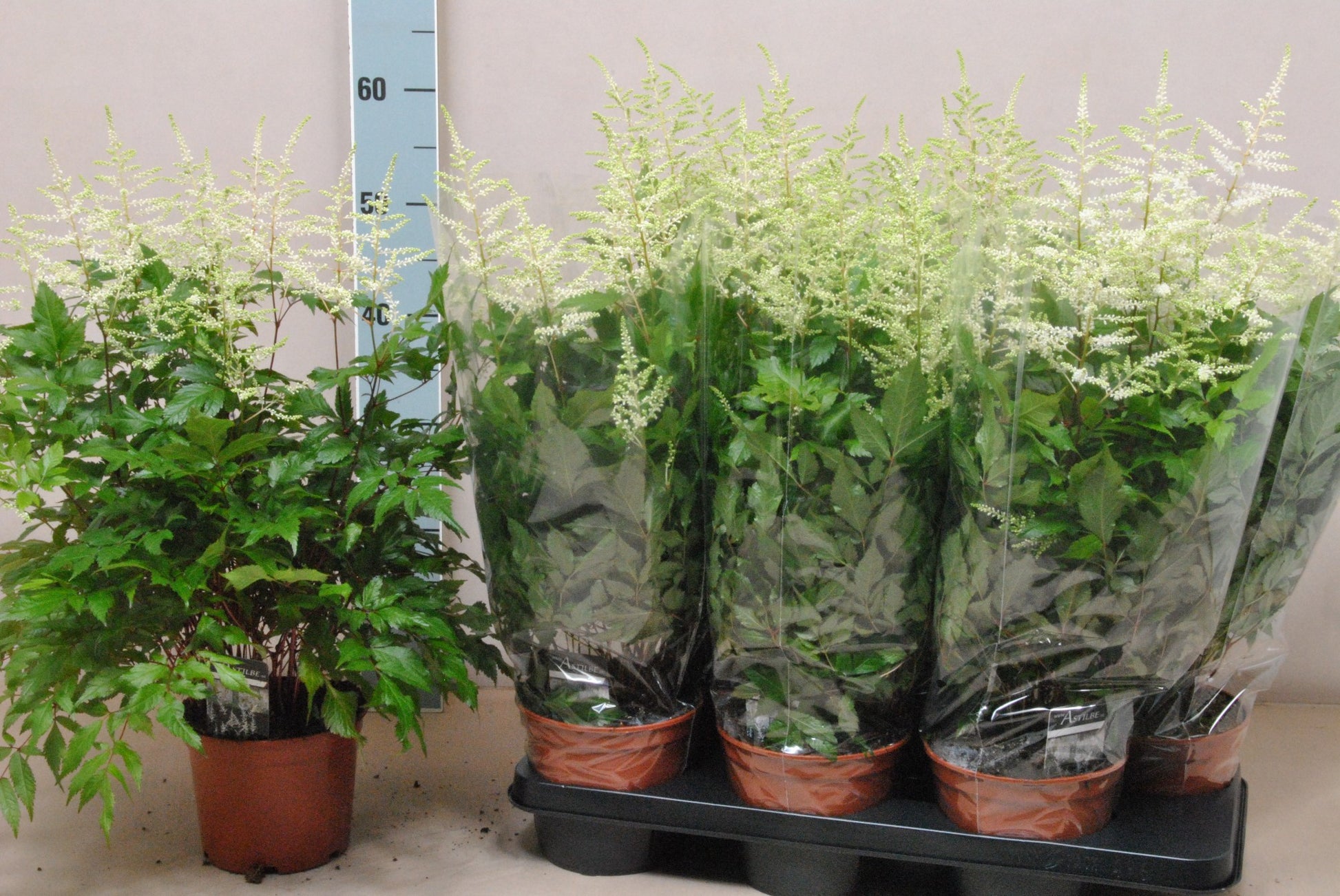 Astilbe jap. Washington 60cm 15cm Pot