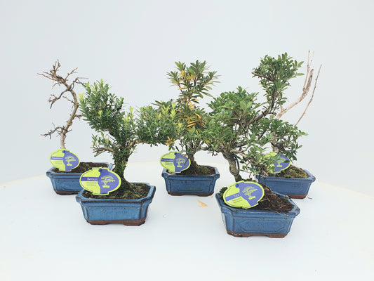 Bonsai mix (outdoor) 30cm 15cm Pot