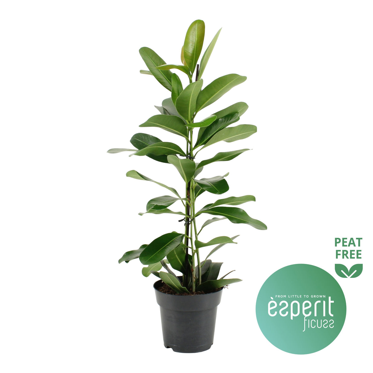 Ficus micr. Smile 70cm 17cm Pot