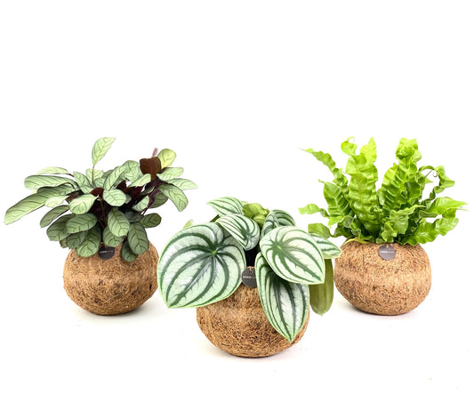 Kokodama Jungle mix 28cm 17cm Pot