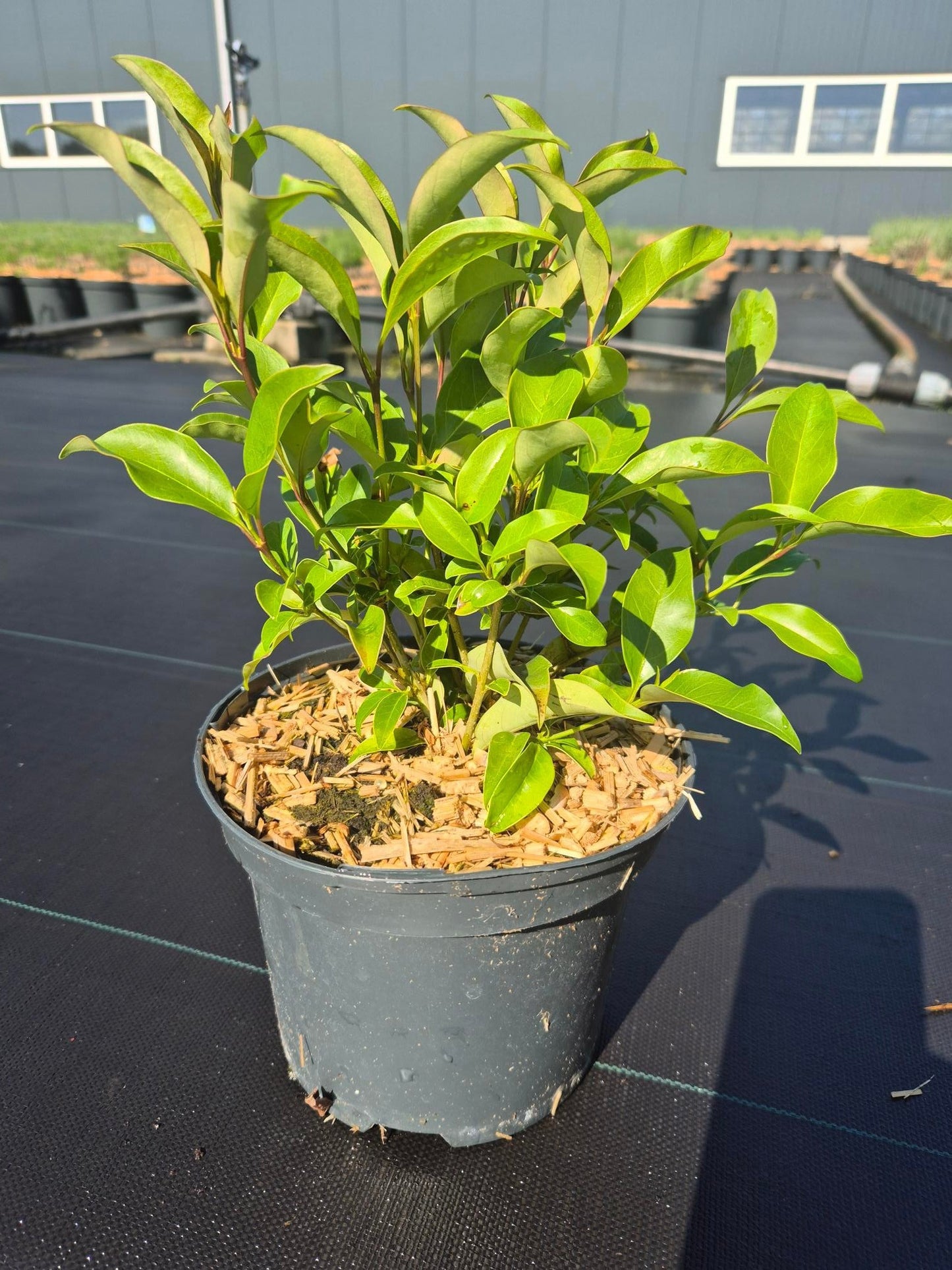 Ligustrum lucidum 35cm 17cm Pot