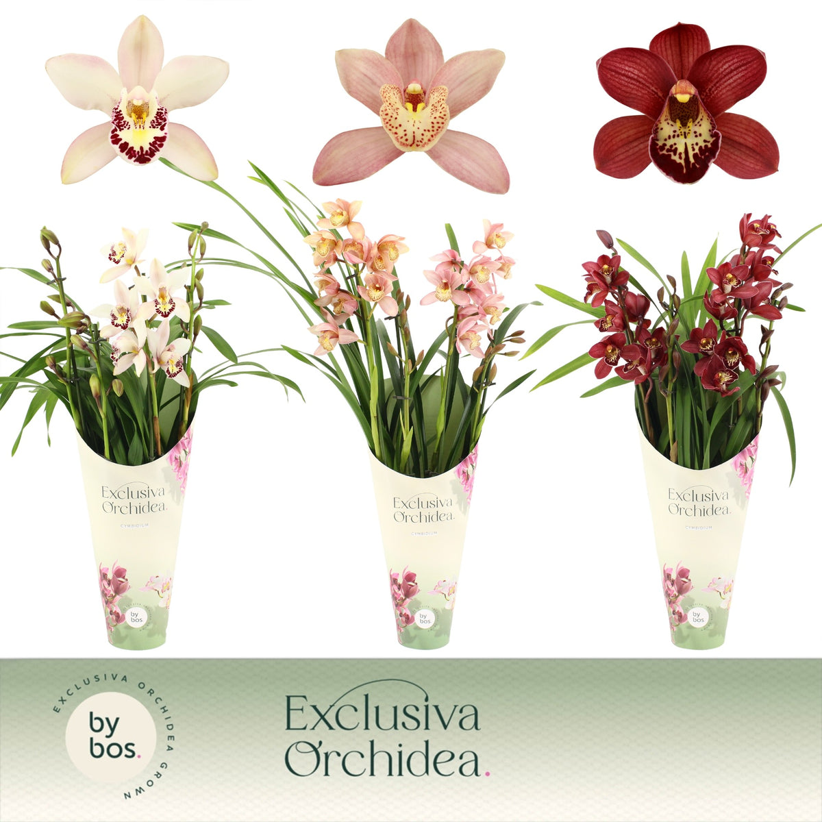 Cymbidium mix 60cm 12cm Pot