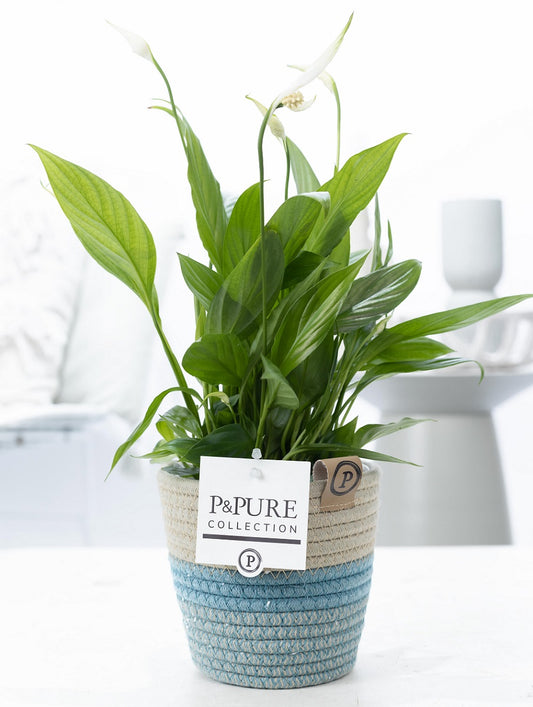 Spathiphyllum hybrid 35cm 12cm Pot
