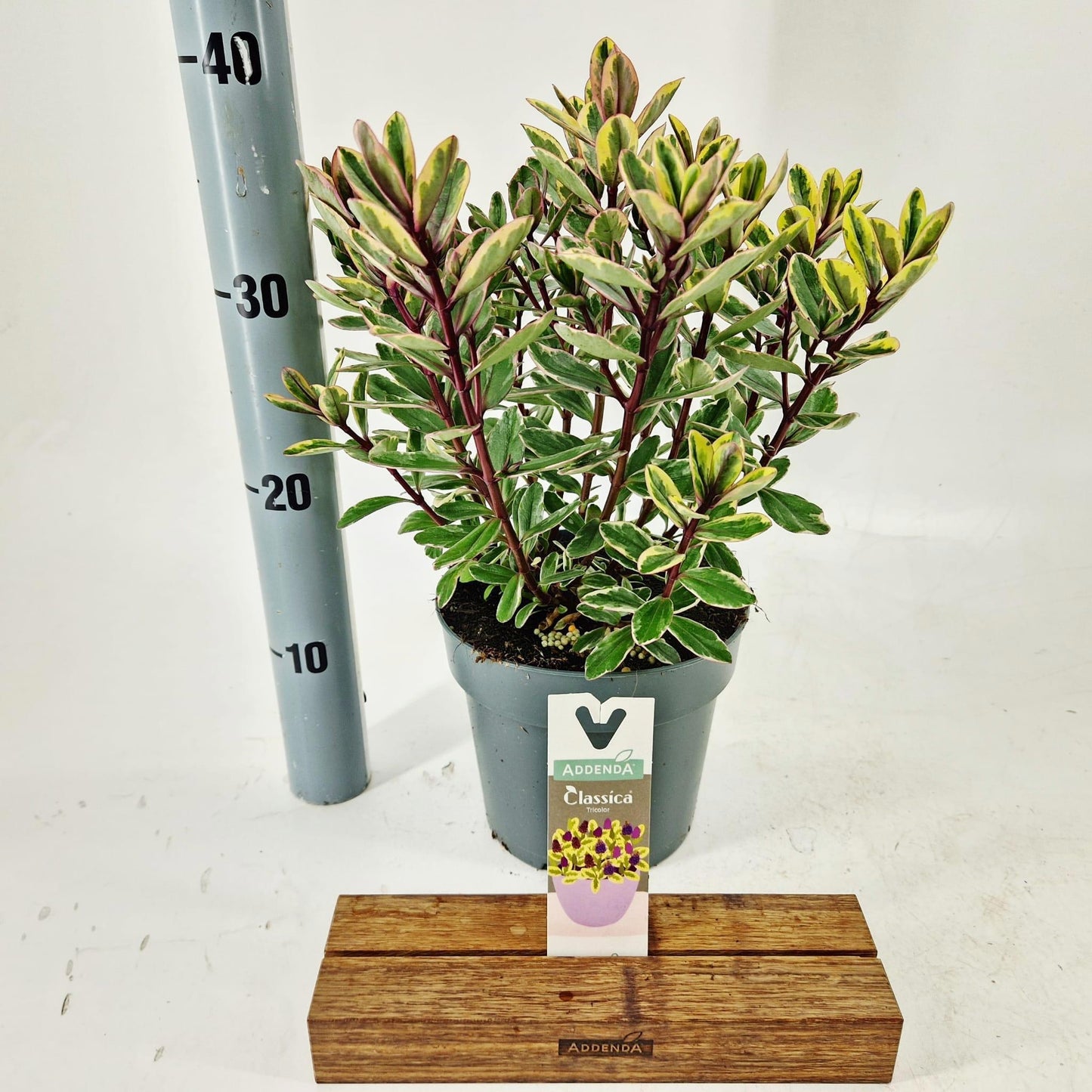 Hebe Tricolor 35cm 17cm Pot