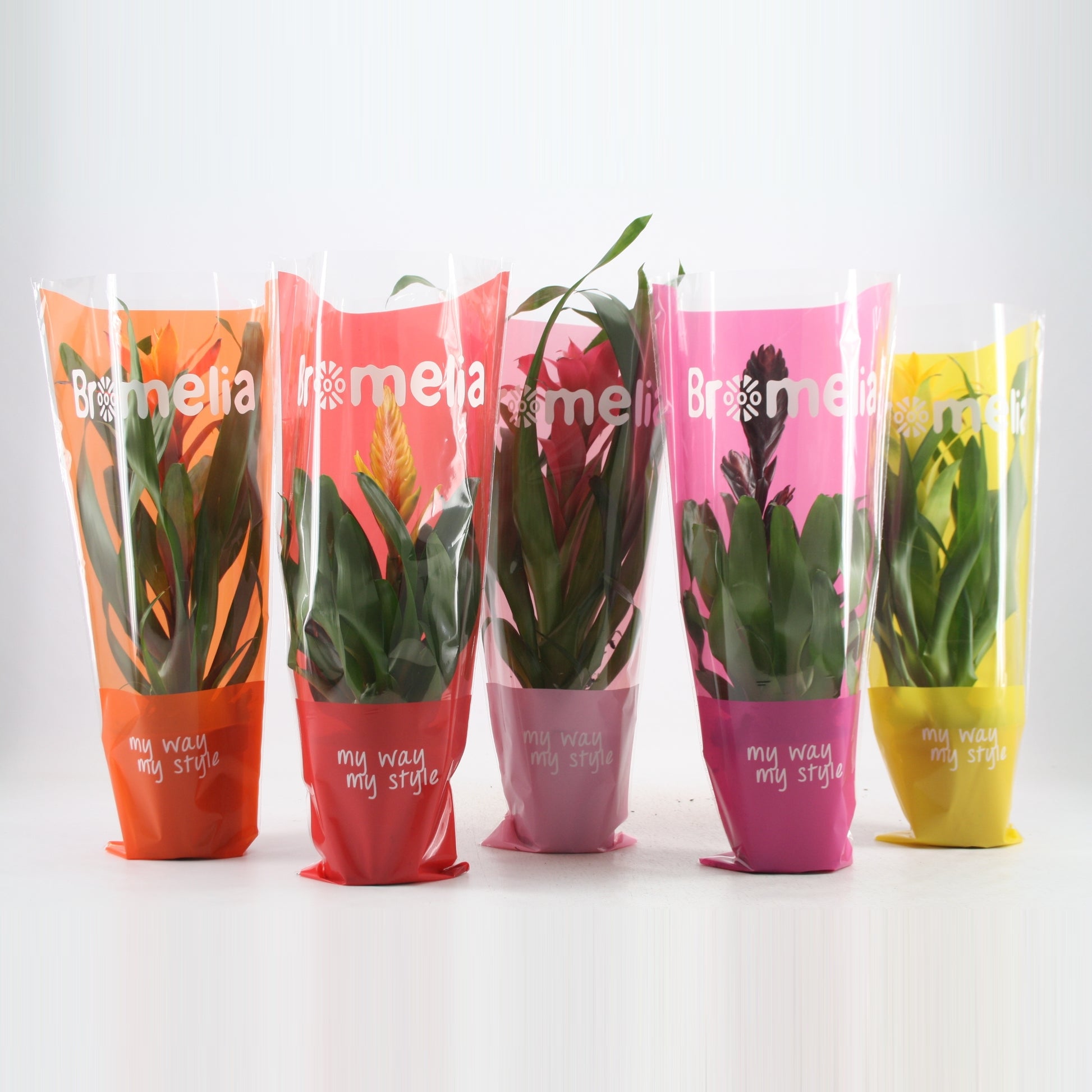 Bromelia mix 40cm 12cm Pot