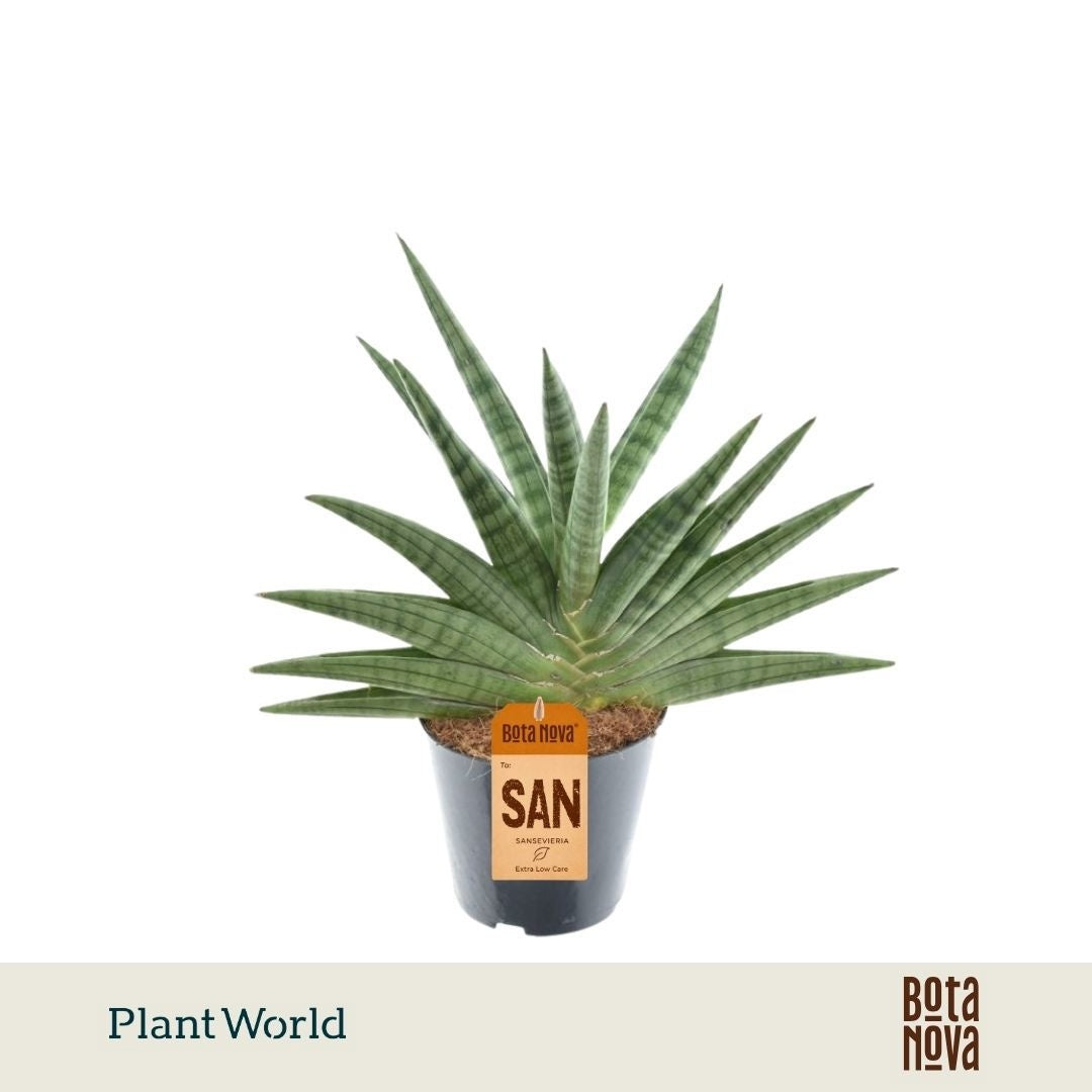 Sansevieria 50cm 14cm Pot