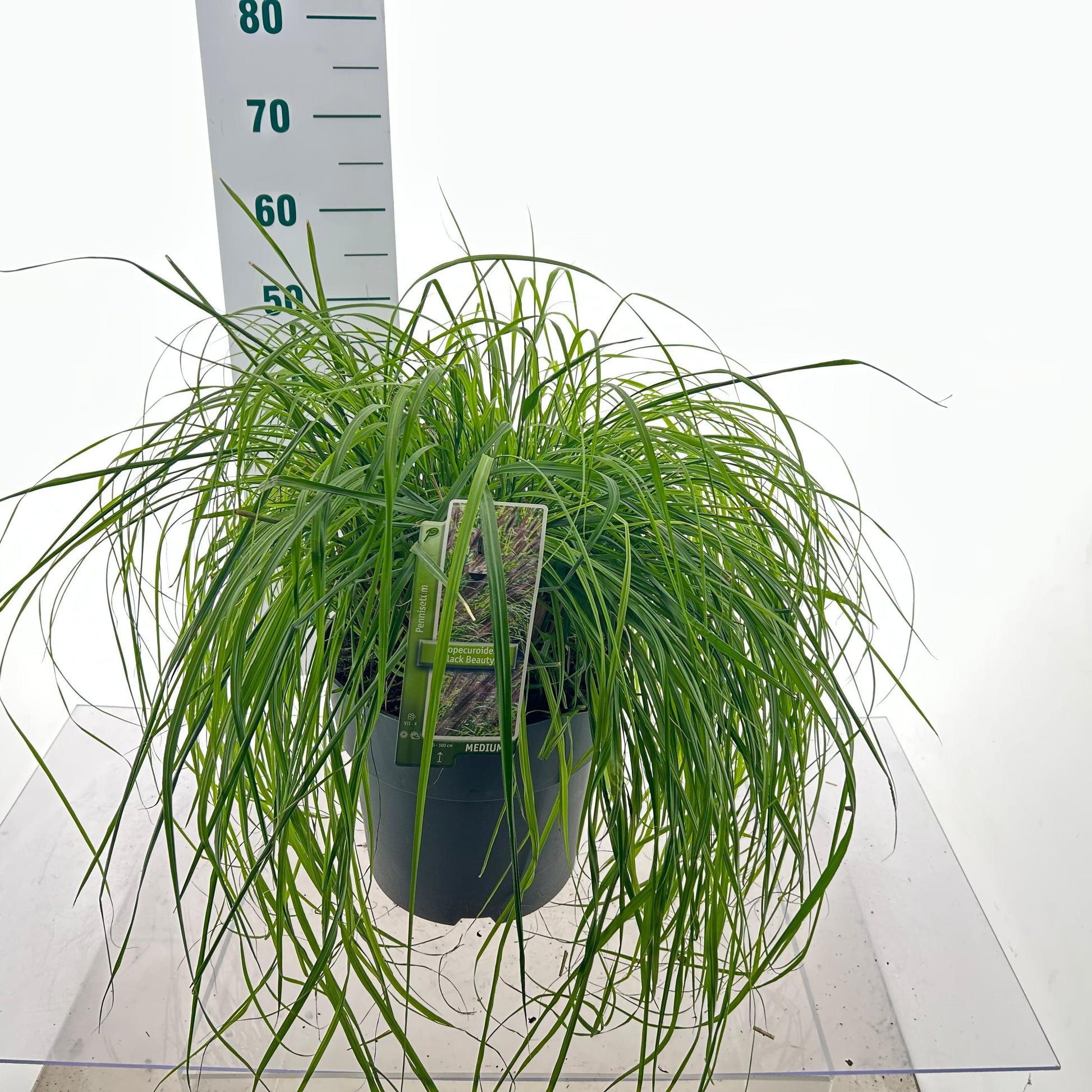 Pennisetum alo. Black Beauty 60cm 29cm Pot