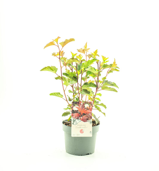 Dool Botanic Physocarpus opulifolius Pack of 1