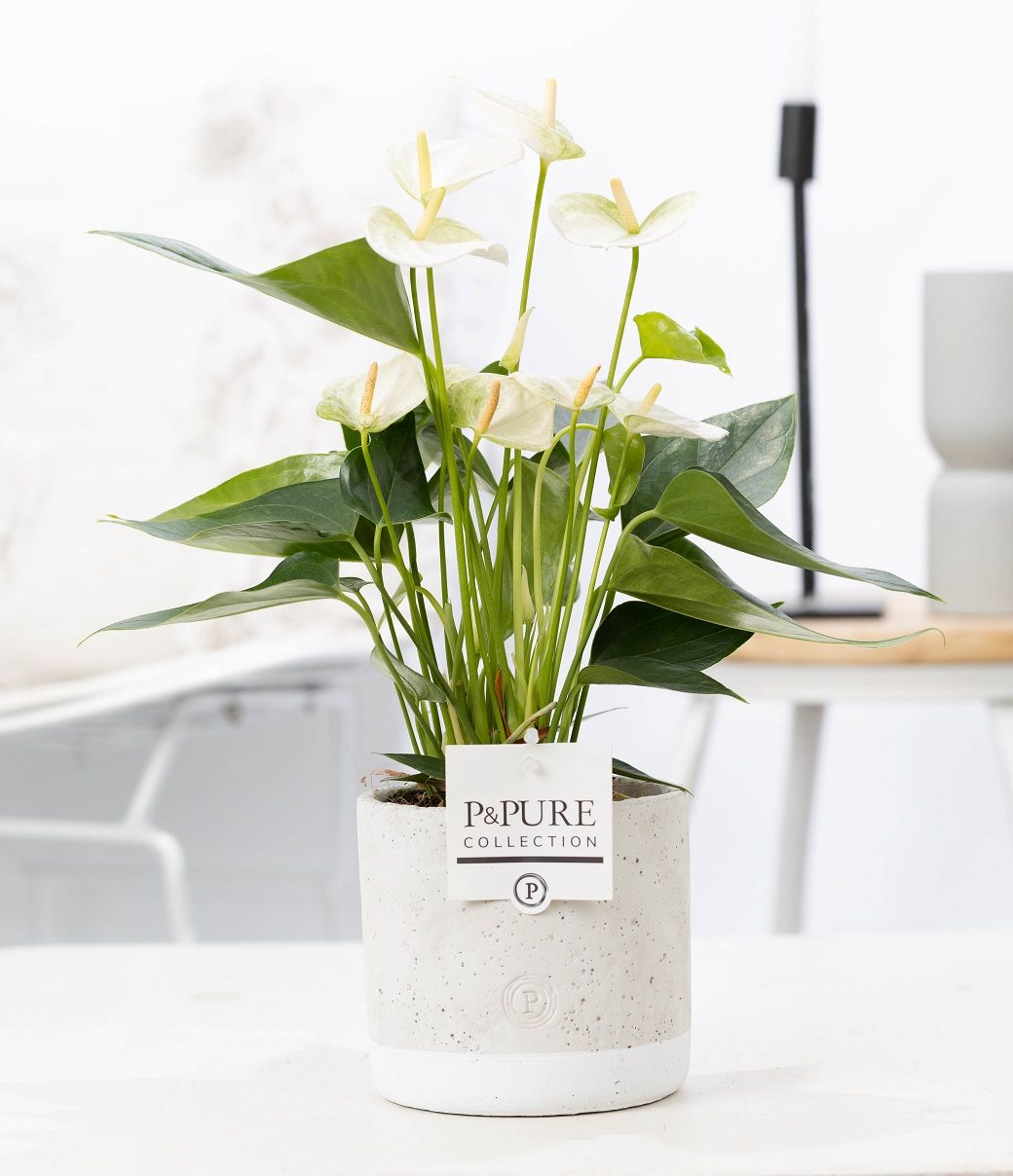Anthurium andraeanum 45cm 12cm Pot