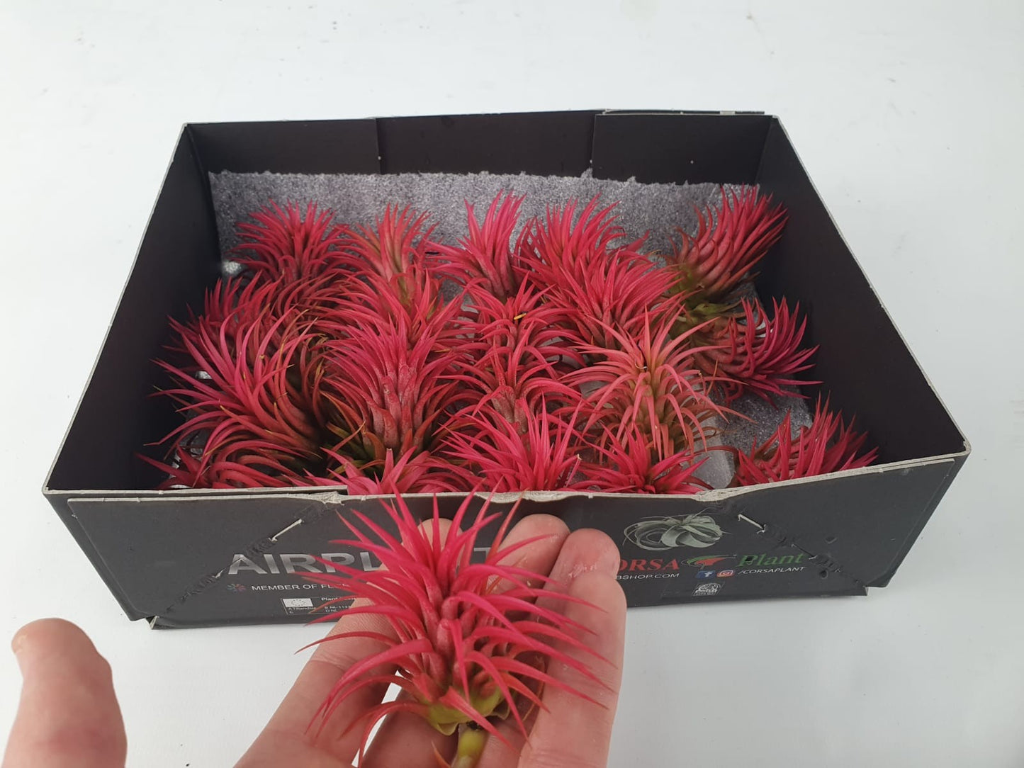 Tillandsia ionantha 7cm 7cm Pot